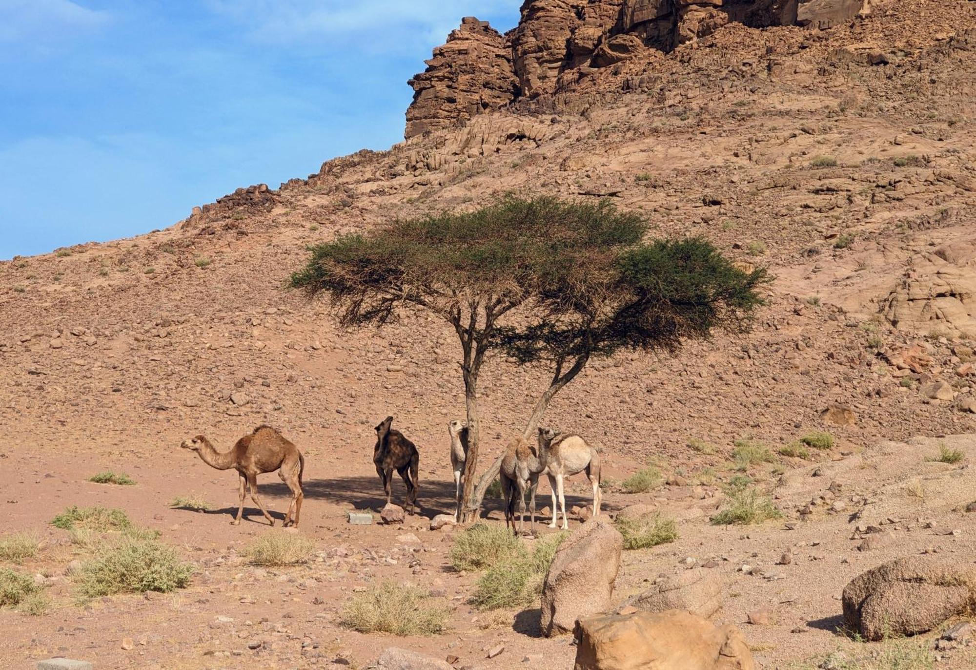 Wadi Rum Camp & Jeep Tour Luaran gambar